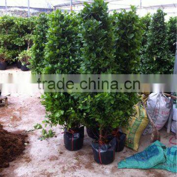 Ficus Panda