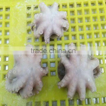 Frozen Cleaned Octopus Variety Little Ocotpus photo-2