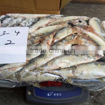 Frozen Pacific Mackerel photo-5