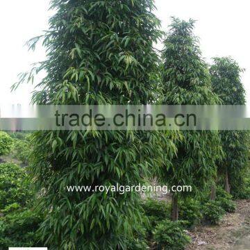 Ficus longifolia