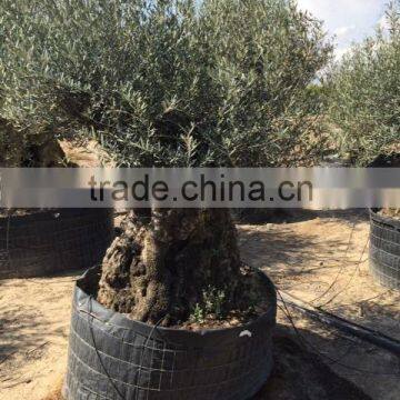 Bonsai Olive tree extra large