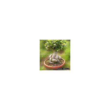 Sell Ficus Microcarpa