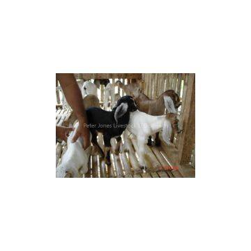 Live Boer Goats, Saanen Goats, Askanian Goats