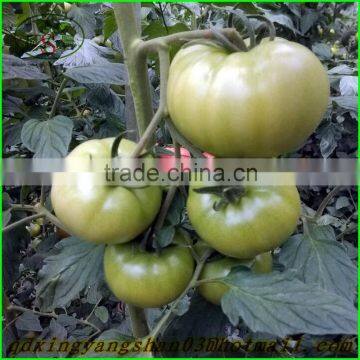 2015 Exporters: TOMATO/ Tomato Fresh(Come and buy)The best price!