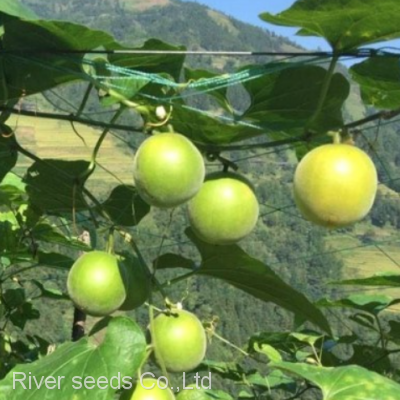 50pcs Hybrid f1 Monkfruit or Luohan Guo Monk Fruit Seeds Siraitia Grosvenorii Seed for Planting photo-2