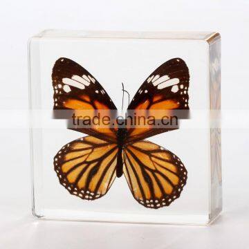 2016 Hot selling paperweight with real butterfly