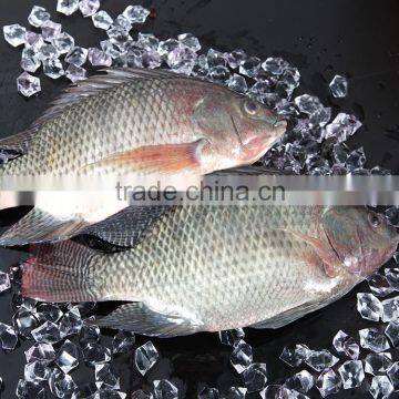 FROZEN TILAPIA WHOLE ROUND 500-800G CHINA SUPPLIERS