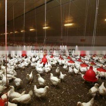 modern uae chicken farm poultry equipment for sale