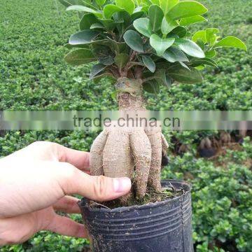 Tissue cultured plantlets ginseng ficus bonsai