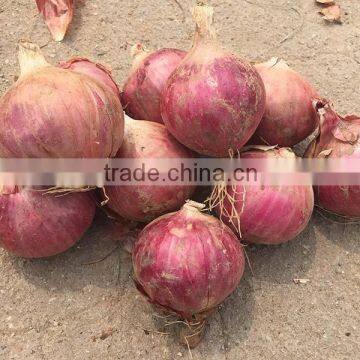 fresh onion on sale in this hot season before new year with high quality and reasonable price