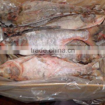 Frozen silver carp/Asian carp