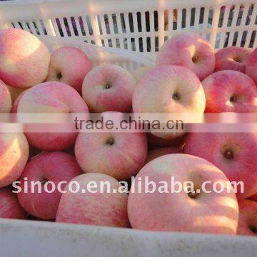 Fuji Apple In Low Price