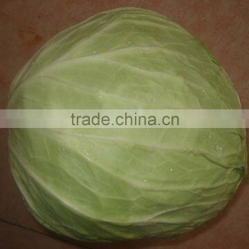 cabbage