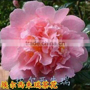 All Camellia japonica variety