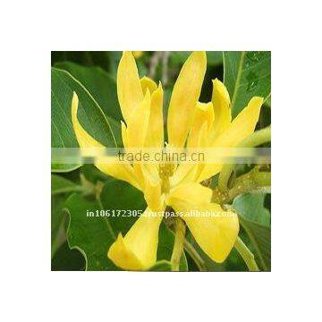 Broom /genet absolute oil