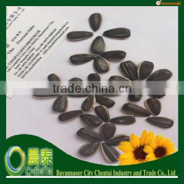 New Crop American Tpye Striped Sunflower Seeds