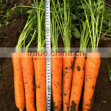 HCA07 Loko 22 to 24cm in length,Op carrot seeds in vegetable seeds