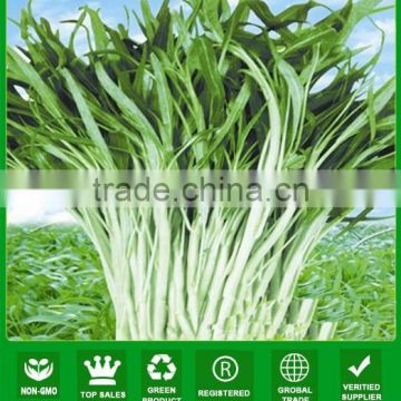 NWS02 Vegetable seeds for open air, spinach seeds supplier