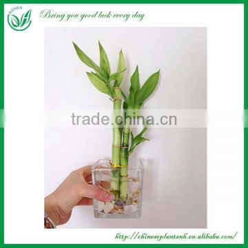 Indoor decoration Straight Dracaena Sanderiana Lucky Bamboo