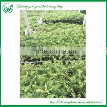 Araucaria Seedling