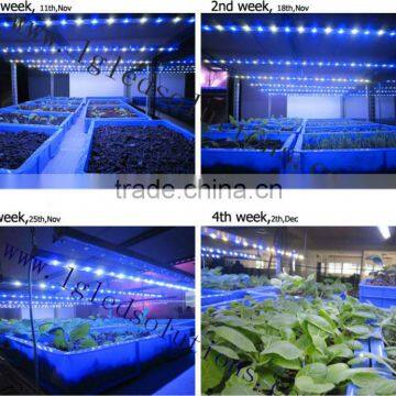MarsHydro Hydroponic Full Spectrum LED Grow Bar & Aquarium Light Grow Light for Growing Plants photo-5