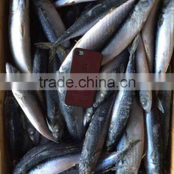 Seafood WR Frozen Mackerel Fish photo-3