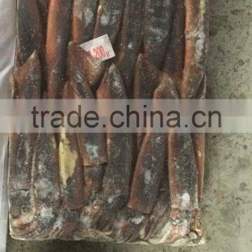 sea frozen squid of illex squid