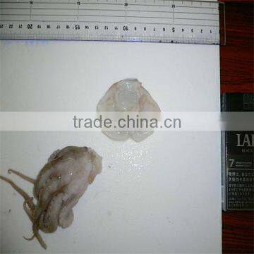 whole frozen baby octopus china