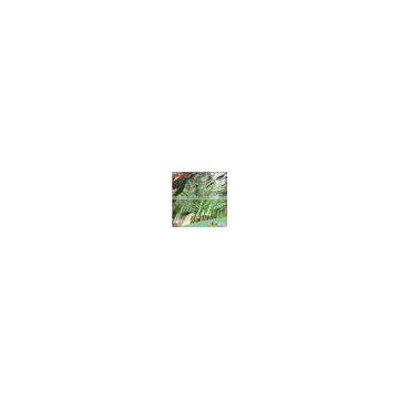 Best Selling Products Large Outdoor Artificial Palm Trees Tropical Plants Life Size Artificial Trees photo-5