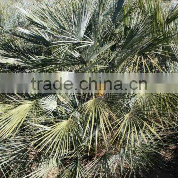 Chamaerops Humilis Cerifera photo-2