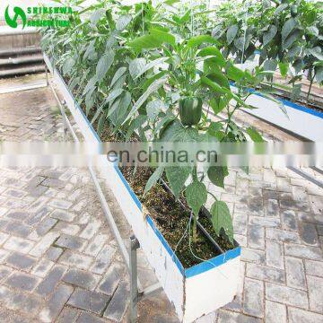 Chinese Aubergine Hydroponics Growing Systems In Greenhouse photo-4