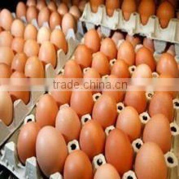 Egg Use and Tray Type paper pulp egg tray