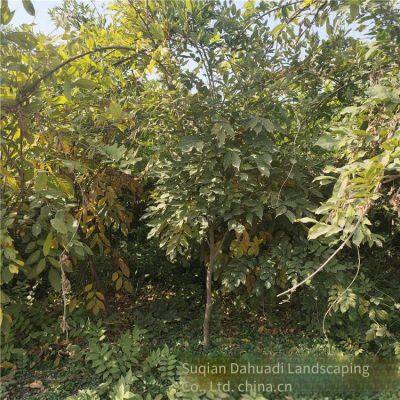 This Year, the Price of Wisteria Saplings With a Ground Diameter of 2 cm in the Climbing Plant Area of Zhejiang Region. One Sapling is From a Ground Cover Plant Base. photo-2