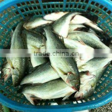 Seabass