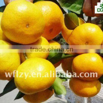 Hot sale Honey Mandarin Orange