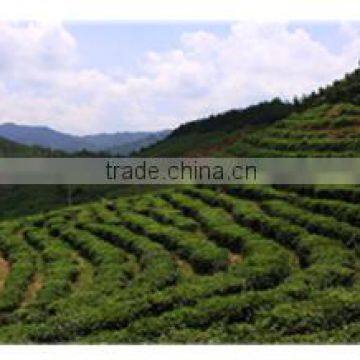 Hubei Chunmee Green Tea 9367 From Best Tea Garden photo-2
