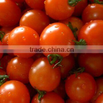 Red Colour Fresh Tomato From Turkey