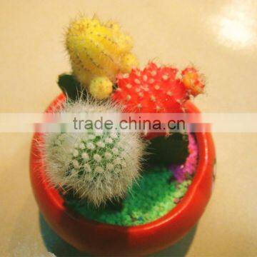 mini colorful indoor potted plant