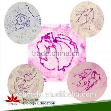 Human Chromosome Microscope Prepared Slides , Male and Female Chromosome Prepared Slide photo-3