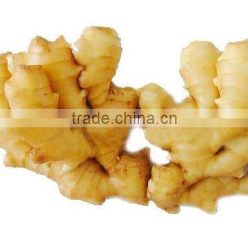 Latest Crop China Fresh Ginger photo-2