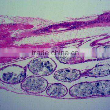 Student Learning Biology Chicken Embryology Slides photo-4