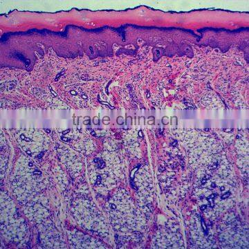 Zoology Animal Histology Prepared Slides for Microscopes photo-4
