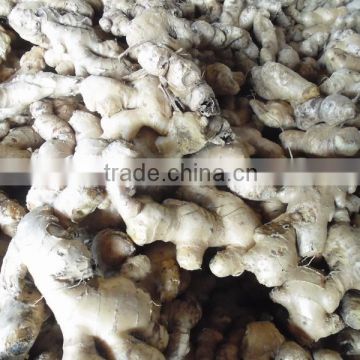 Best Ginger, Fresh Ginger From Viet Nam 2015-2016