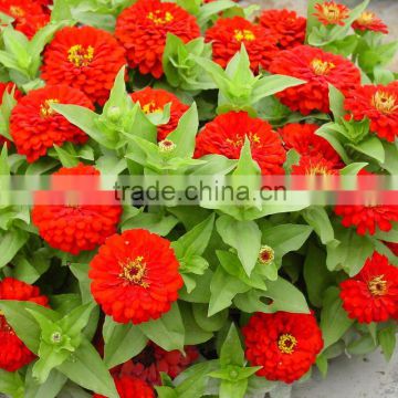 Red Yellow Pink Zinnia seeds flower seeds for growing