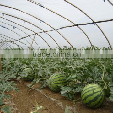 Hybrid high yield watermelon seeds For Growing-Jia Mi No.2