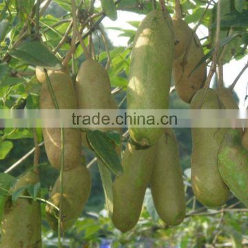 2015 Rare Fruit Tree Holboellio Latifolia Wall Seeds For Cultivation Become Rich Fruits