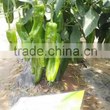 Hybrid pepper seeds High yield Bid friut pepper seeds Chinese vegetable seeds for planting-SunMei