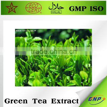 BNP Professional Supplier Organic Green Tea Extract photo-3