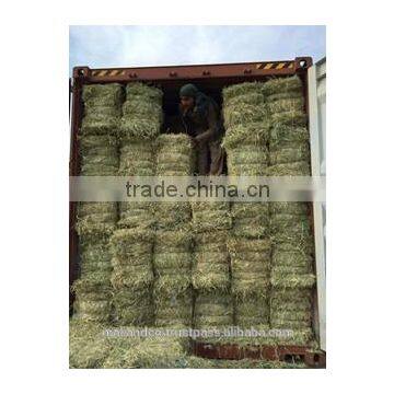 Rhodes Grass photo-3