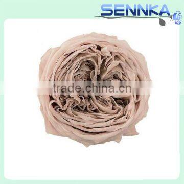 Popular Items for Preserved Austin Rose Heads photo-2